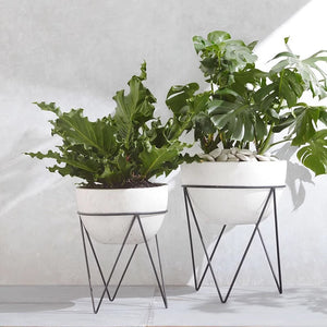 CAGUUU Houseplants and Vases